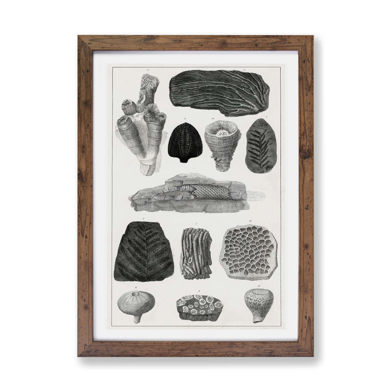 Collection of Fossils by Oliver Goldsmith - Framed Print, 33cm H x 45cm W x 2cm D, Walnut