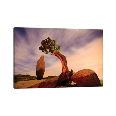 Juniper Tree At Jumbo Rocks - Joshua Tree National Park by Zoe Schumacher - Wrapped Canvas Print