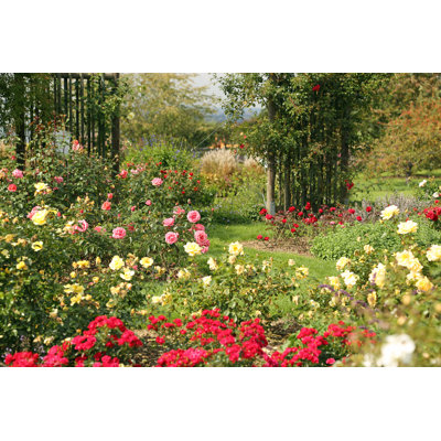 Beautiful Rose Garden by Basieb