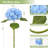 hydrangea