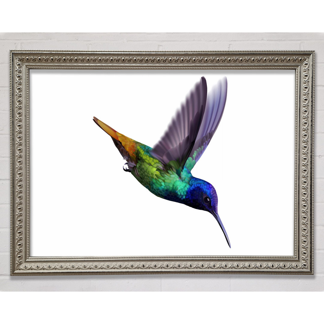 Hummingbird Colours Gerahmter Druck