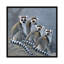 « quatre singes », impression sur toile-29479773-73648262-73648263