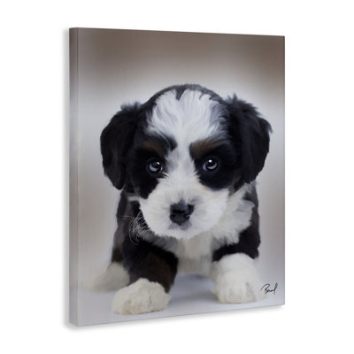 "Fluffy Bernedoodle Puppy", art par Renel Peters