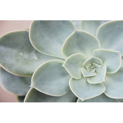 Lumière succulente III