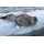 Highland Dunes Leopard Seal - Wrapped Canvas Photograph | Wayfair