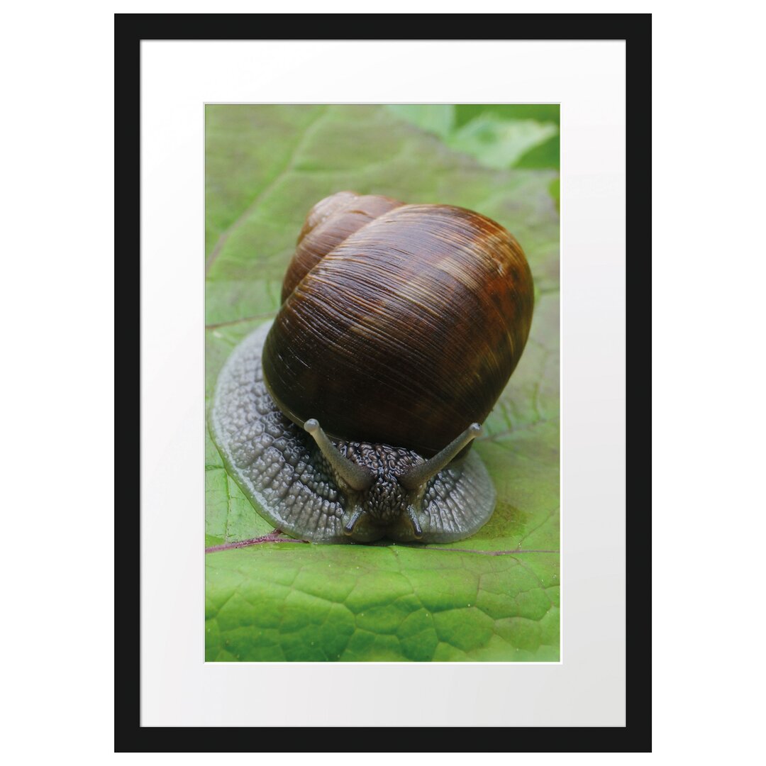 Gerahmtes Poster Weinbergschnecke auf Blatt