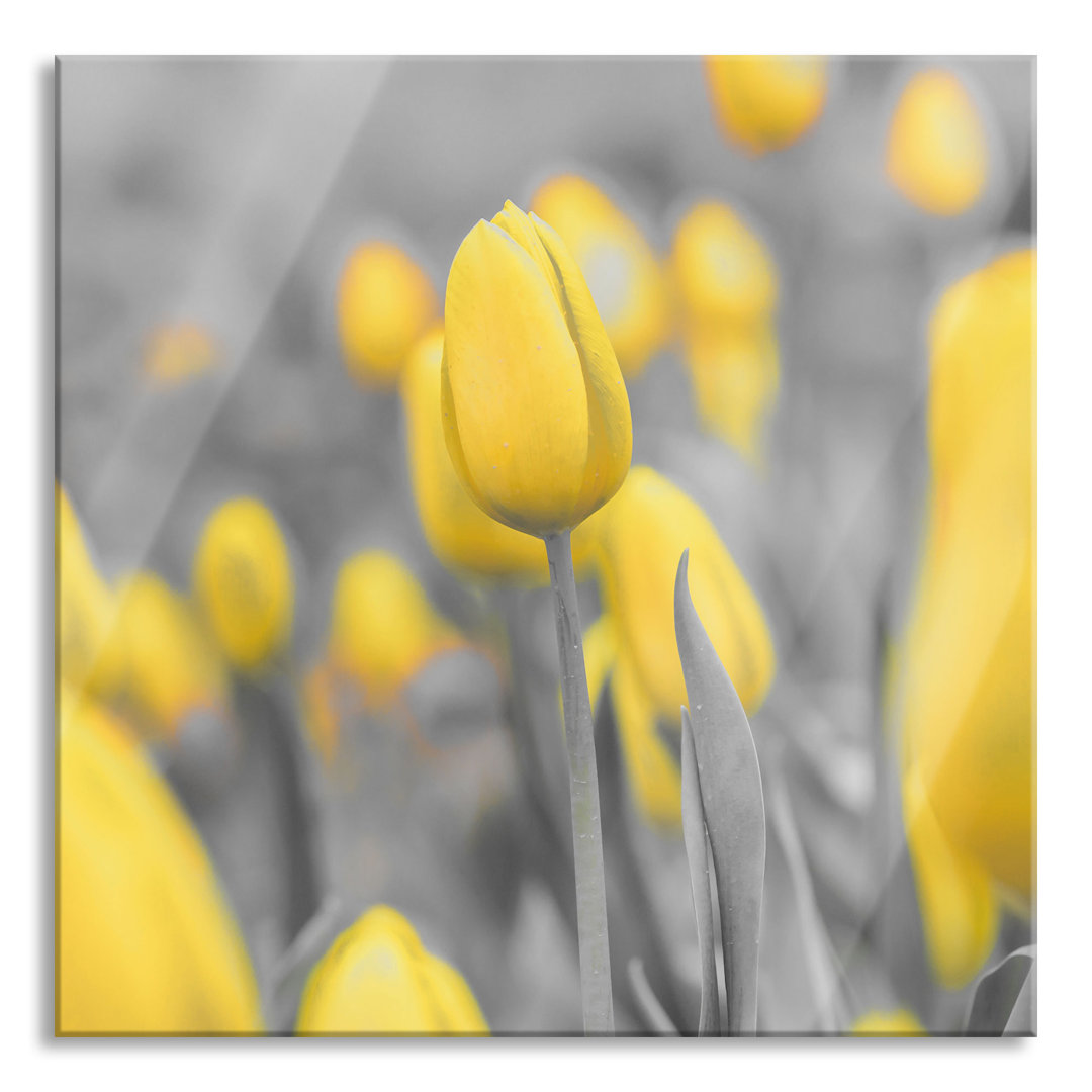 Glasbild Gelbes Meer von Tulpen