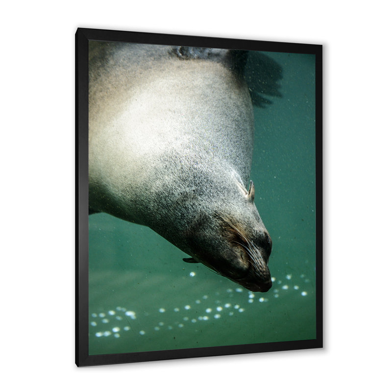 «Seal in Water», reproduction sur toile encadrée, Cadre photo noir, H 20 po x l 12 po x P 1 po
