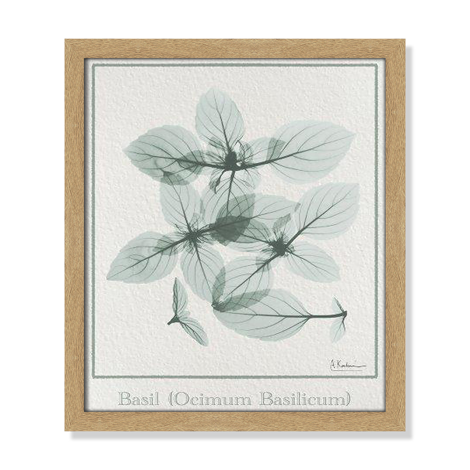 Jeanette "Basil Ocimum Basilicum" Painting, 15" H x 13" W x 1.25" D, Natural Framed Paper