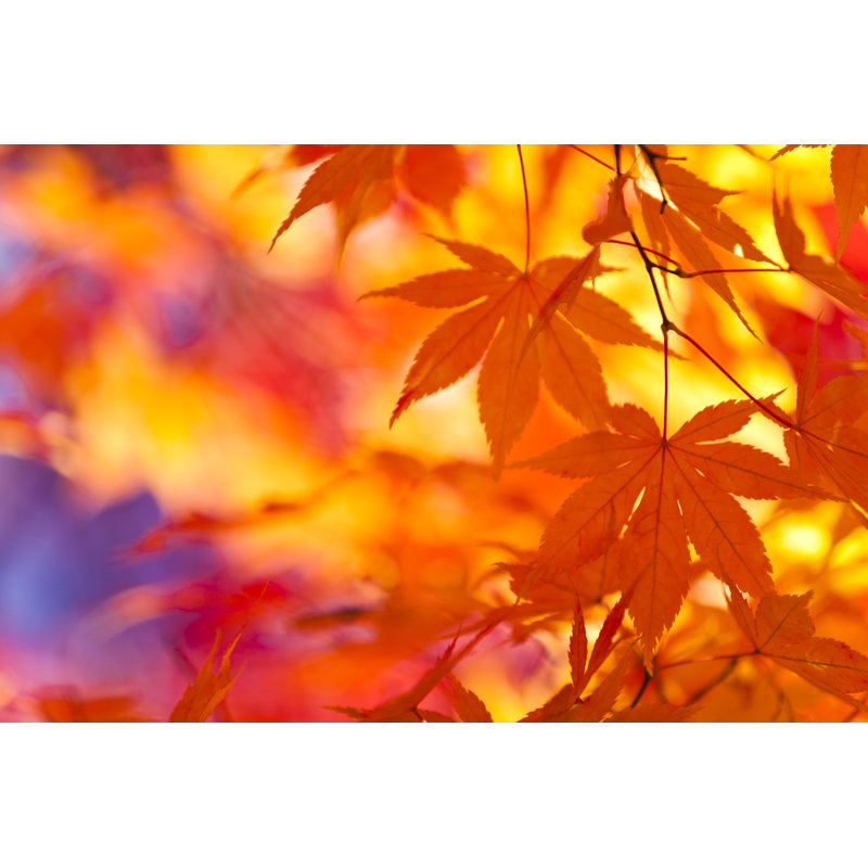 Autumn Leaves - No Frame Print on Canvas, 81cm H x 122cm W