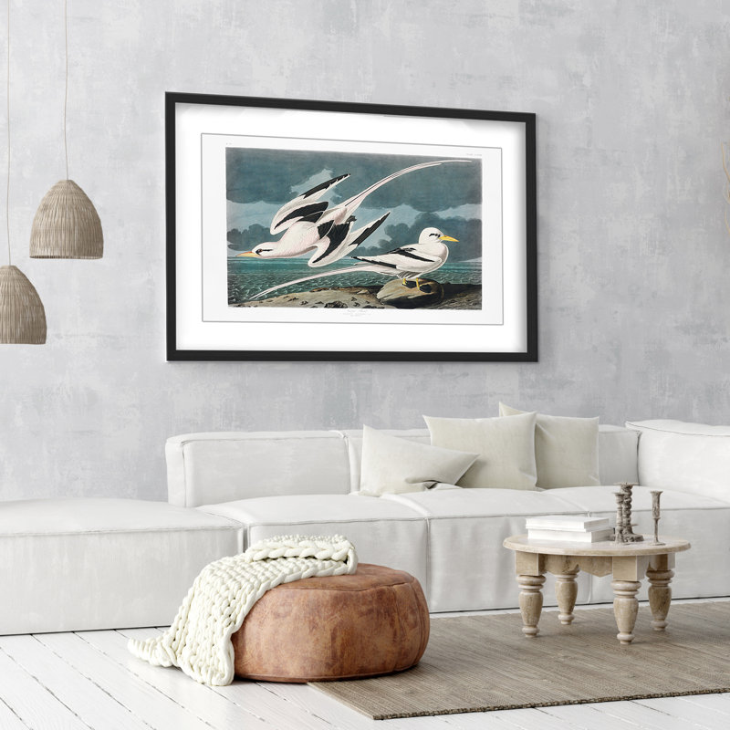 Nature Inspired Tropic Bird From Birds Of America (1827), 16" H x 24" W