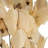 0.25'' Plant
