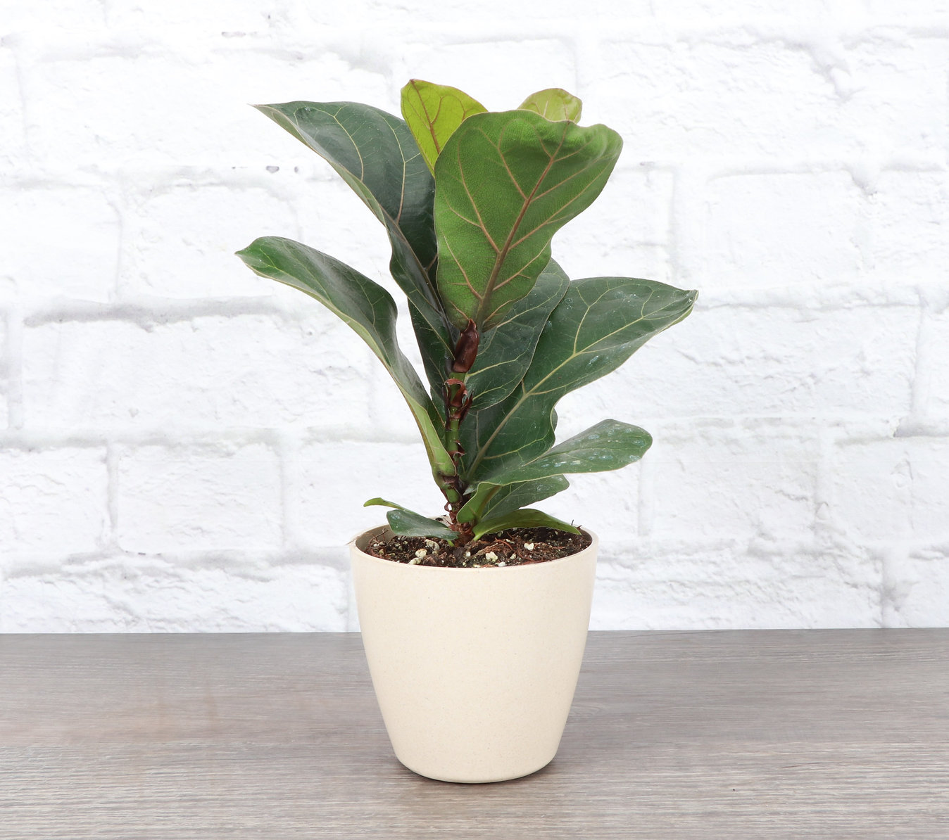 Thorsen's Greenhouse Live Fiddle Leaf Fig Plant in Biodegradable Pot ...