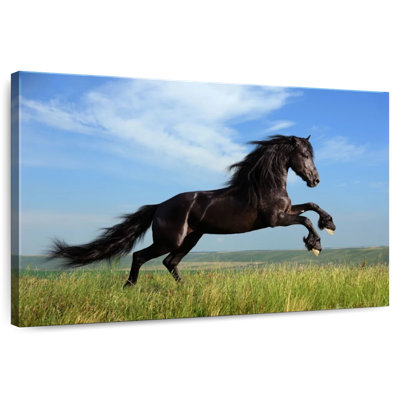 Brampt Stunning Friesian Horse