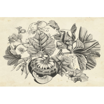 Sepia Squash II by Naomi McCavitt - 1 Piece Wrapped Canvas Wall Art