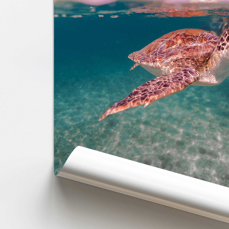 Imprimé Serene Sea Turtles , H 14 po x l 11 po, Impression sans cadre, Ne s'applique pas