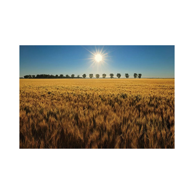 Canada, Manitoba, Starbuck. Sunrise On Wheat Crop. by Jaynes Gallery - Wrapped Canvas Print, 66.04 cm H x 45.72 cm W