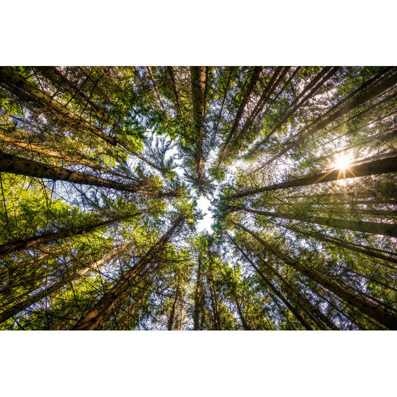 Vue des arbres - Photographie sur toile tendue, H 8 po x l 12 po