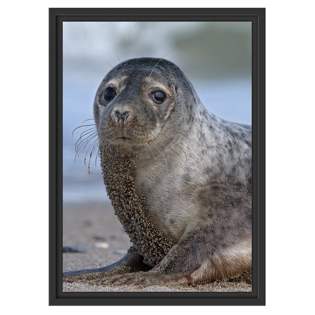 Gerahmtes Wandbild niedliche Robbe am Strand