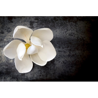 " Magnolia Flower "