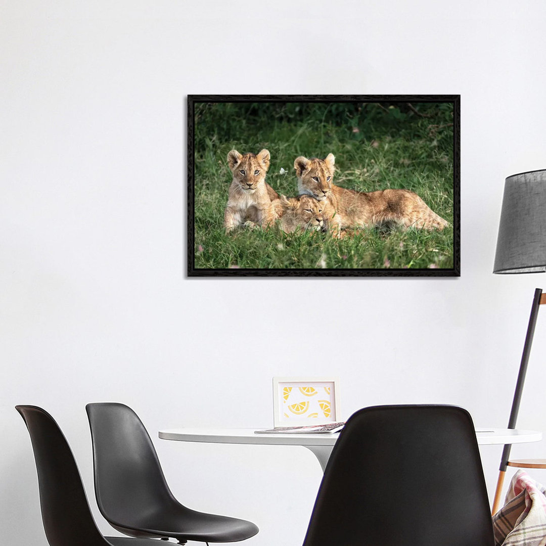 Three Cute Lion Cubs In Kenya Africa Grasslands von Susan Richey - Gallery-Wrapped Canvas Giclée on Canvas