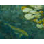 Koi Lotus Pond Print by Ruth Hayes-65806663-65806664