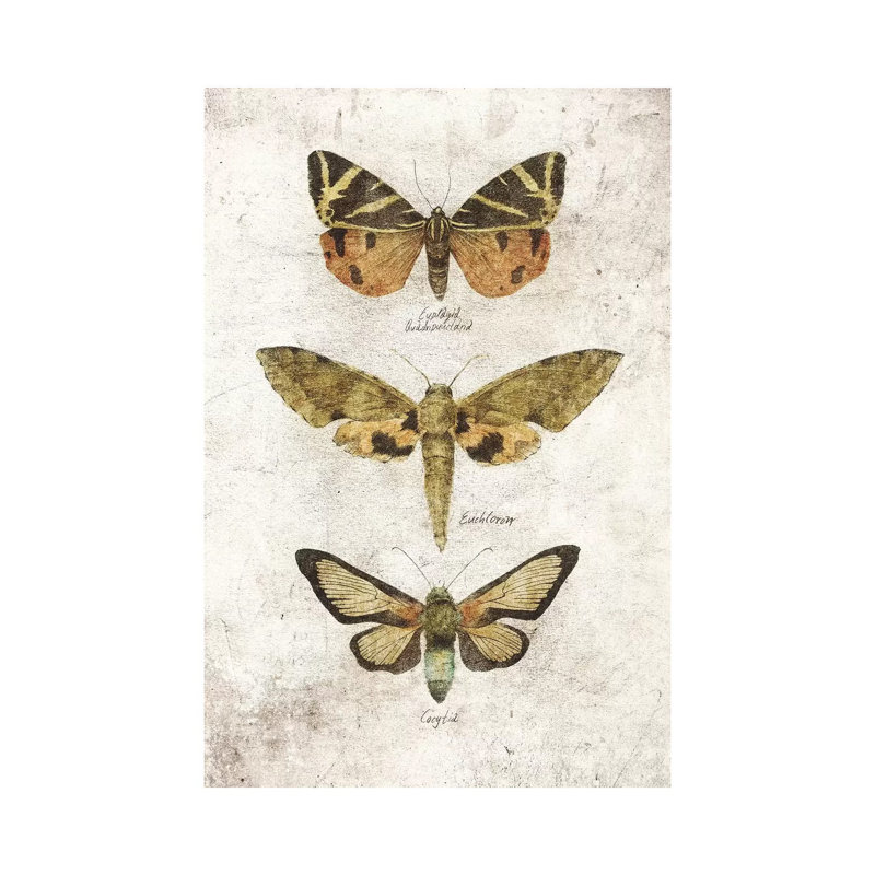 Butterflies VI by Mike Koubou - Print on Canvas, 45.72cm H x 30.48cm W x 1.91cm D, Wrapped Canvas