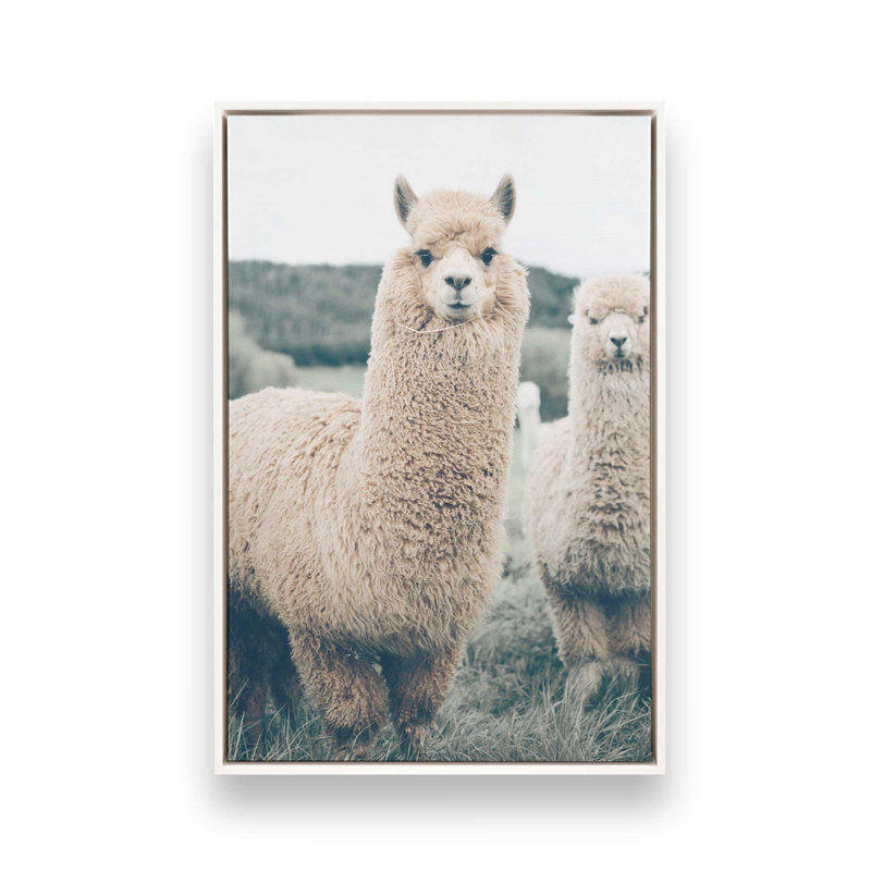 Impression sur toile Alpaca Charm, Cadre flottant blanc opaque, H 48,75 po x l 32,75 po x P 1,75 po