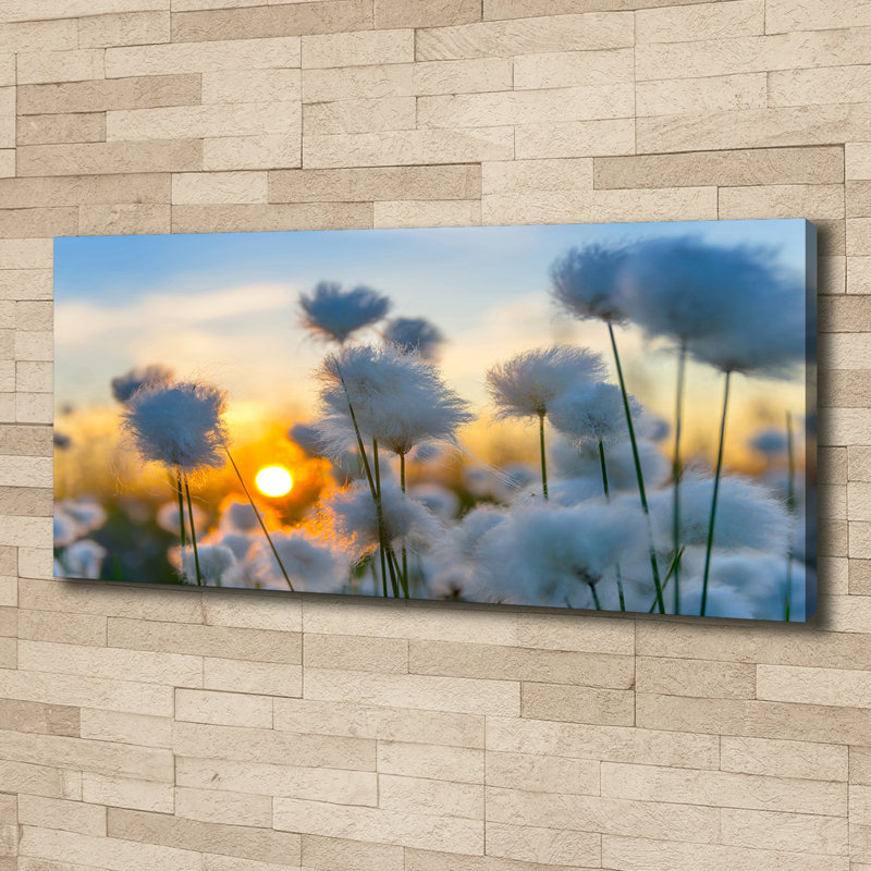 Cotton-Grass - Wrapped Canvas Print, Canvas, 50cm H x 125cm W