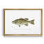 Large Bass Mouthed Black Bass - reproduction d'art sur toile encadrée-784726672-784726679