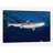 " Blacktip Reef Shark, Yap, Micronesia I " by Andreas Schumacher-32113065-72034238-72034239
