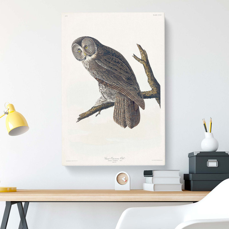 Great Cinereous Owl by John Audubon - Wrapped Canvas, 50cm H x 35cm W x 3cm D