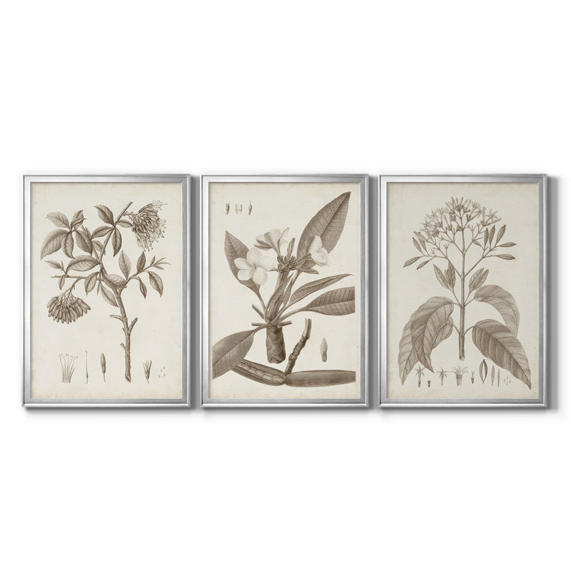 Antique sépia botanicals I - Toile tendue avec châssis sur mesure - 3 pièces, Argent argent, H 27 po x l 39 po