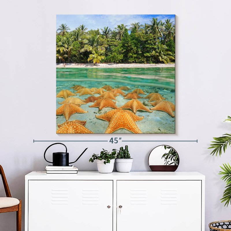 Étoiles de mer Gillard au repos