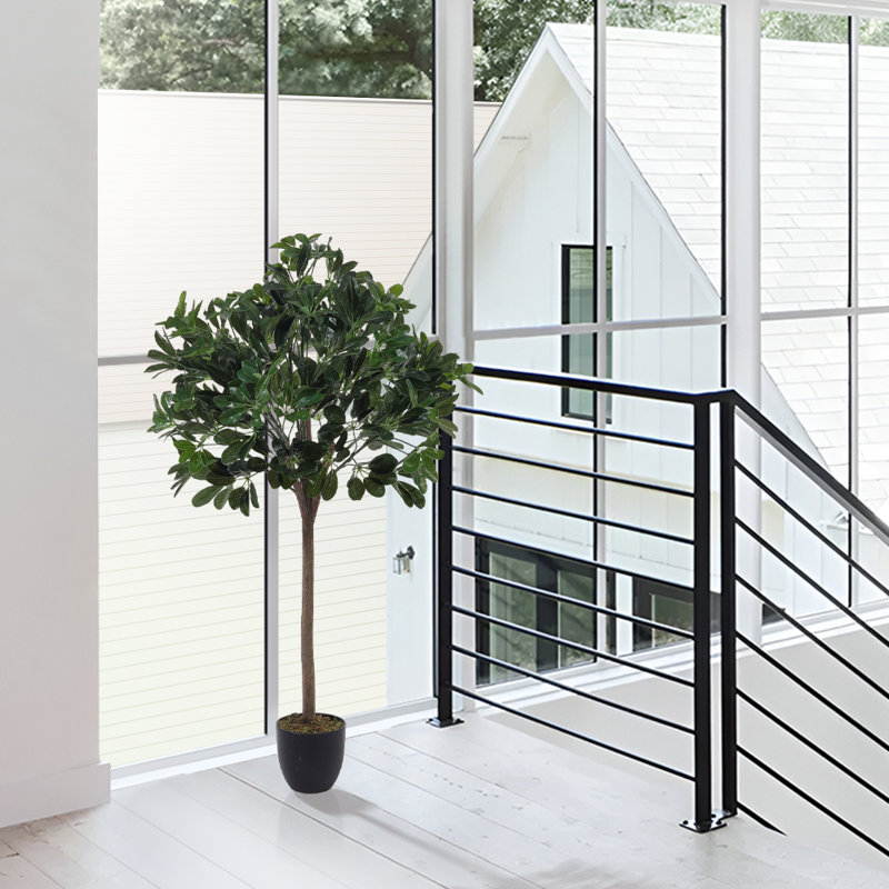 122cm Plant