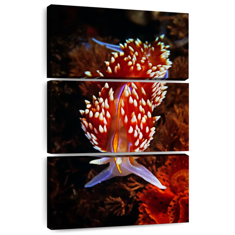 Nudibranche exotique Brampt, H 32 po x l 20 po