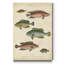Reproduction d’art sur toile tendue « ichthyology I »-1912169121