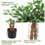 122cm Plant