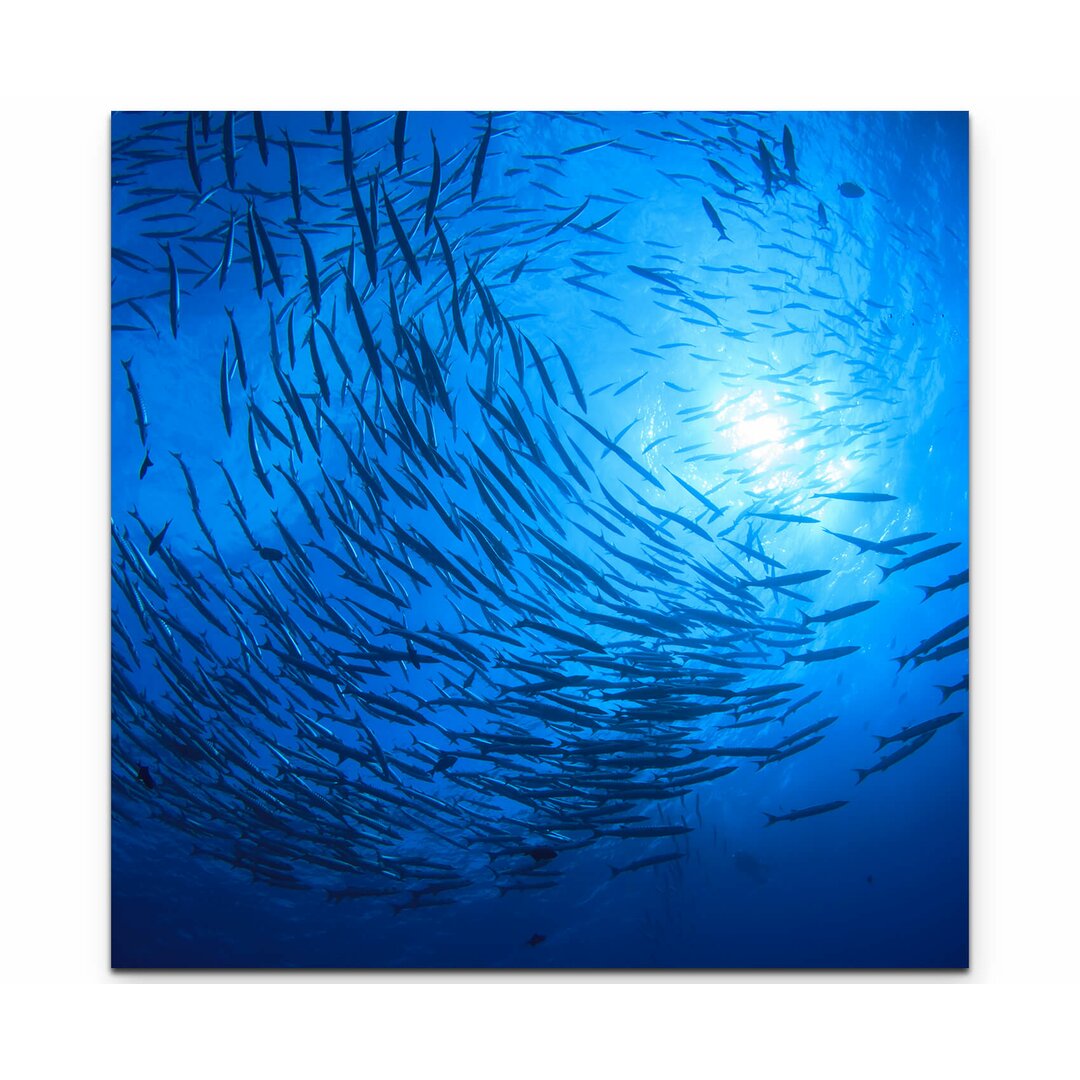 Leinwandbild Barracuda Fische