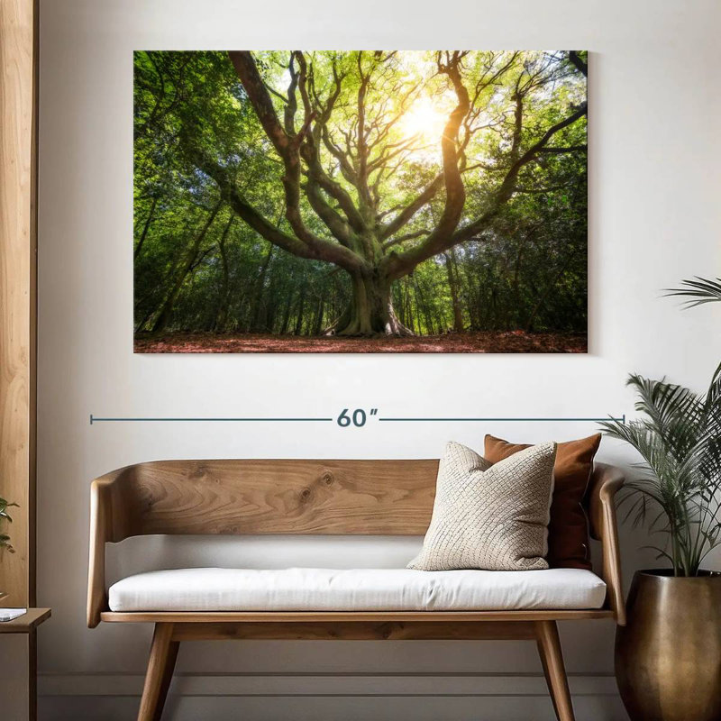 Grand vieux hêtre Harnek Broceliande, H 34 po x l 51 po