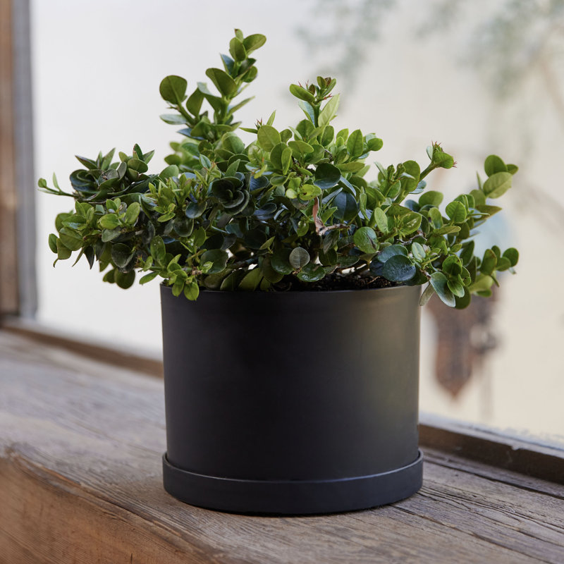 Modern Plastic Indoor/Outdoor Round Planter with Saucer, 5.125" H x 7" W x 7" D, Black