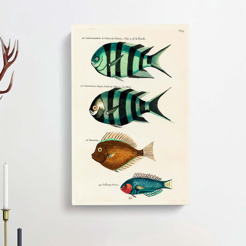 East Indies Fish Illustrations Fol. 33 by Louis Renard - Wrapped Canvas, 76cm H x 50cm W x 3cm D