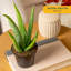 Aloe Vera in Nursery Pot