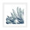 «Blue Agave on White I» par Patricia Pinto - reproduction d'art