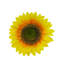 Grand tournesol à une seule tige