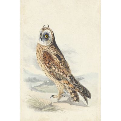 Hibou Meyer
