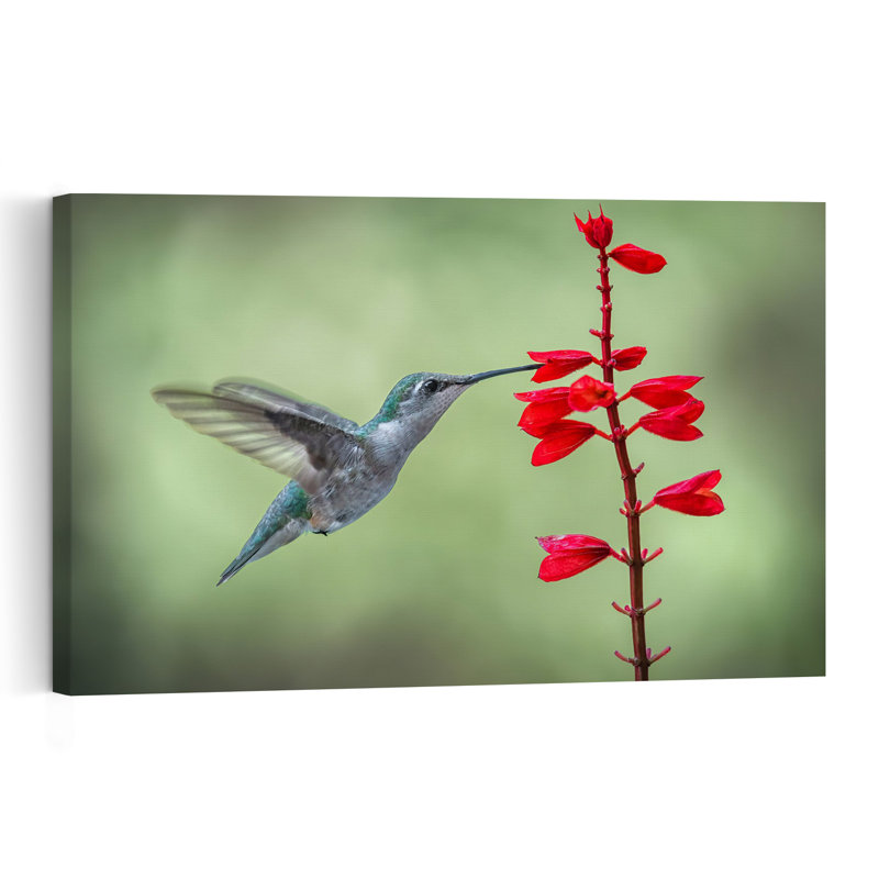 Hummingbird Feeds Red Flower Delicate Vibrant Hummingbird Bird Flower Nature Wall Art Print by Atul Saluja - Print