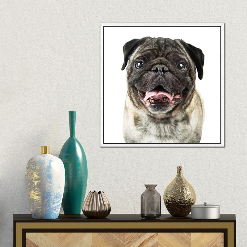 Closeup Happy Purebred Pug Dog 1 Piece Wall Art on Canvas, 45.72 cm H x 45.72 cm W, White Floater Framed