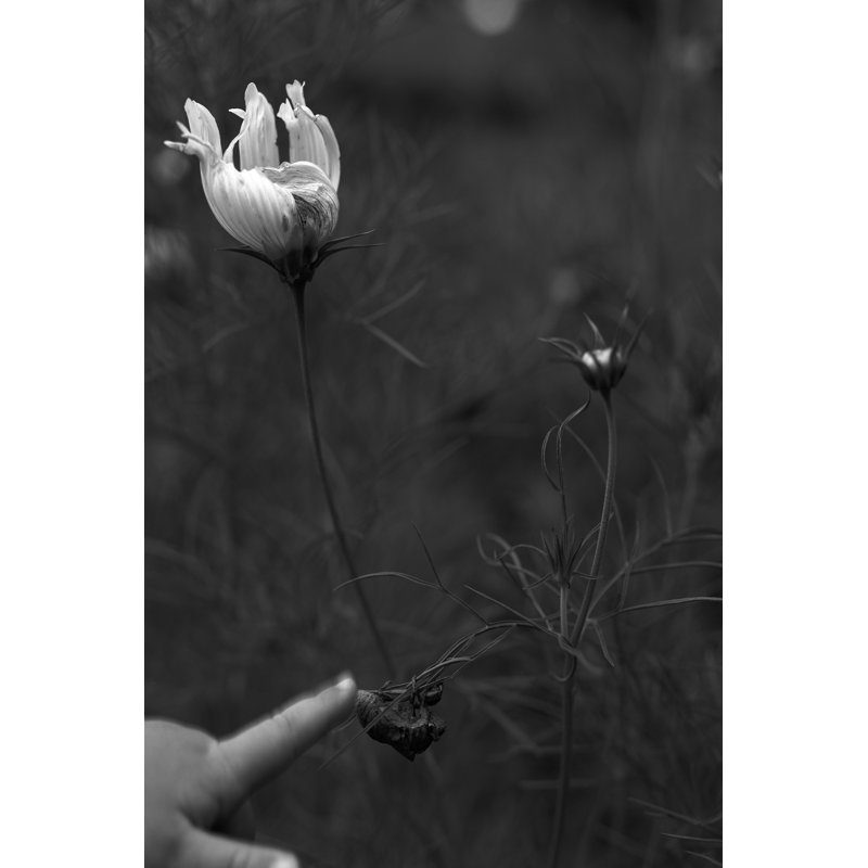 Teis Cicada Summer by Tony Smith - Wrapped Canvas Photograph, 46 cm H x 30 cm W
