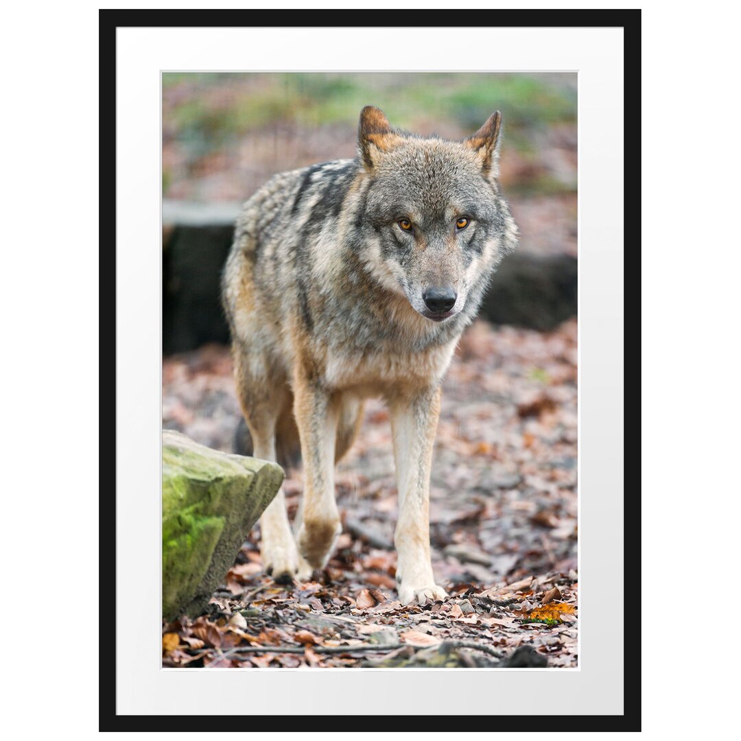 Gerahmtes Poster Wolf im Laubwald